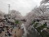 桜2.jpg